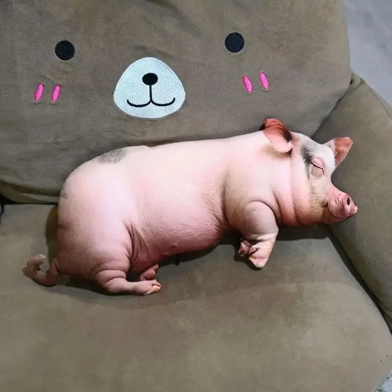 Travesseiro de pelúcia de porco realista 3D Almofada decorativa de tecido super macio e aconchegante para sofá cama, quarto, decoração de casa
