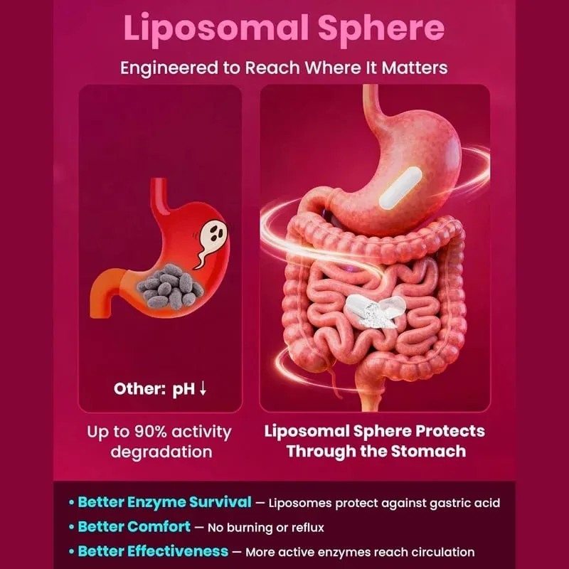 Suplemento Nattokinase Serrapeptase apoia a circulação, alívio da inflamação energética e saúde geral do corpo para adultos